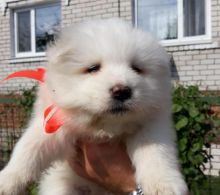 Samoyed Puppies Call or text (716) 402-8078