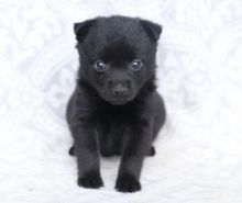 Schipperke puppies awaiting new homes