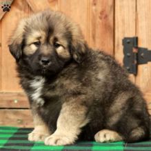 Tibetan Mastiff Pups For Pet Loving Home