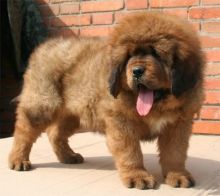 Tibetan Mastiff Pups For Pet Loving Home EMAIL us at(lisacozart4@mail.com)
