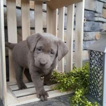 Well trained Labrador Retriever puppies ready for their new homes