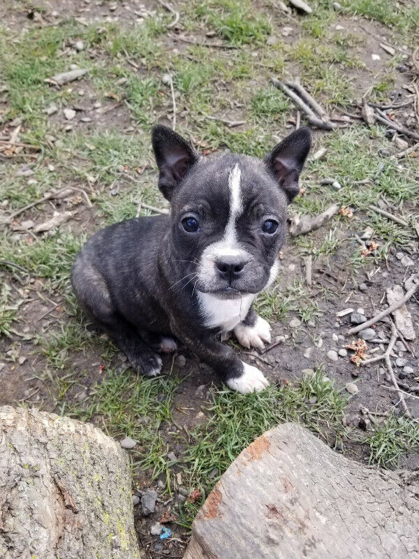 View Image 1 for Adorable Boston terrier Puppies