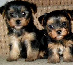 Affectionate Teacup Yorkie puppies Available Image eClassifieds4u