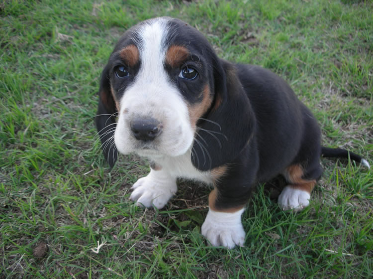Healthy Basset Hound Pups available Image eClassifieds4u