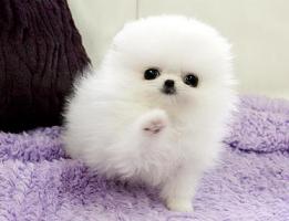 Healthy Home raised Pomeranian puppies available Image eClassifieds4u