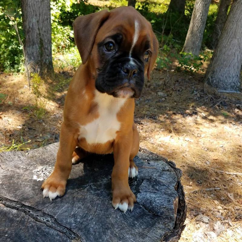 Healthy Male and female Boxer puppies for Re-Homing Image eClassifieds4u