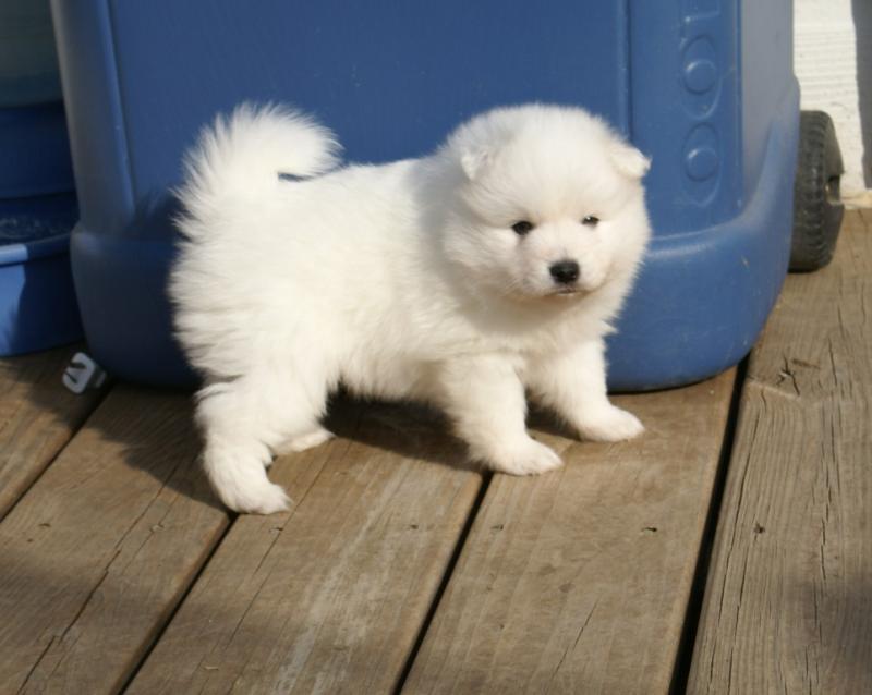 Japanese Spitz puppies for Caring homes Image eClassifieds4u