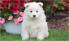Beautifull Samoyed Dogs For Sale Image eClassifieds4U