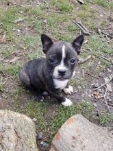 Adorable Boston terrier Puppies Available Image eClassifieds4U