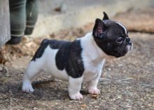 Attractive male and female French Bulldog puppies Image eClassifieds4U