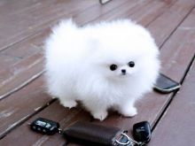 Healthy Home raised Pomeranian puppies available Image eClassifieds4U