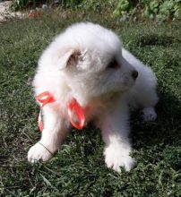 Samoyed Puppies Call or text (716) 402-8078 Image eClassifieds4U