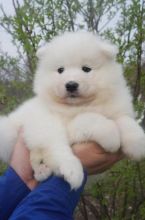 Samoyed Puppies Call or text (716) 402-8078 Image eClassifieds4U