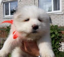 Samoyed Puppies Call or text (716) 402-8078 Image eClassifieds4U