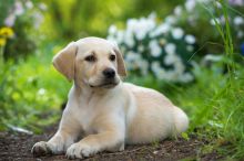 Well trained Labrador Retriever puppies ready for their new homes Image eClassifieds4U