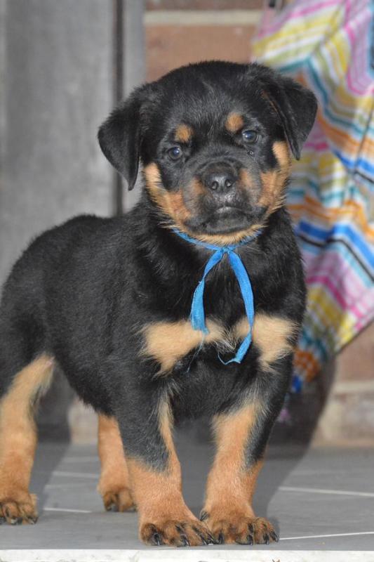 Rottweiler Puppies for R-Homing Image eClassifieds4u