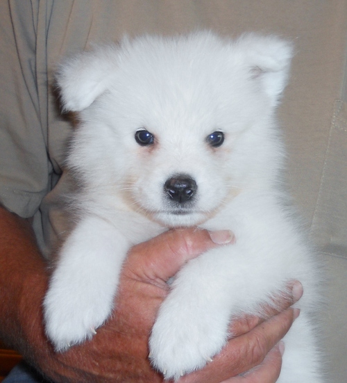 Samoyed Puppies Call or text (716) 402-8078 Image eClassifieds4u