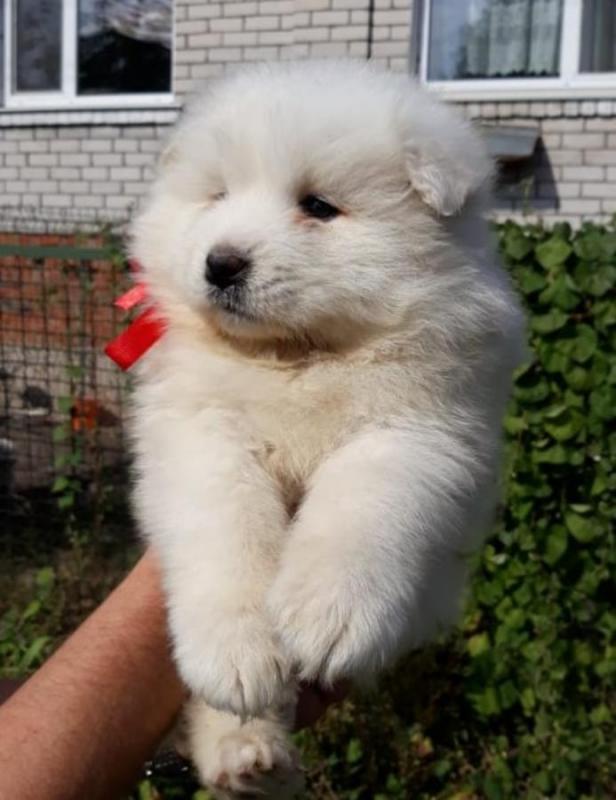 Samoyed Puppies Call or text (716) 402-8078 Image eClassifieds4u