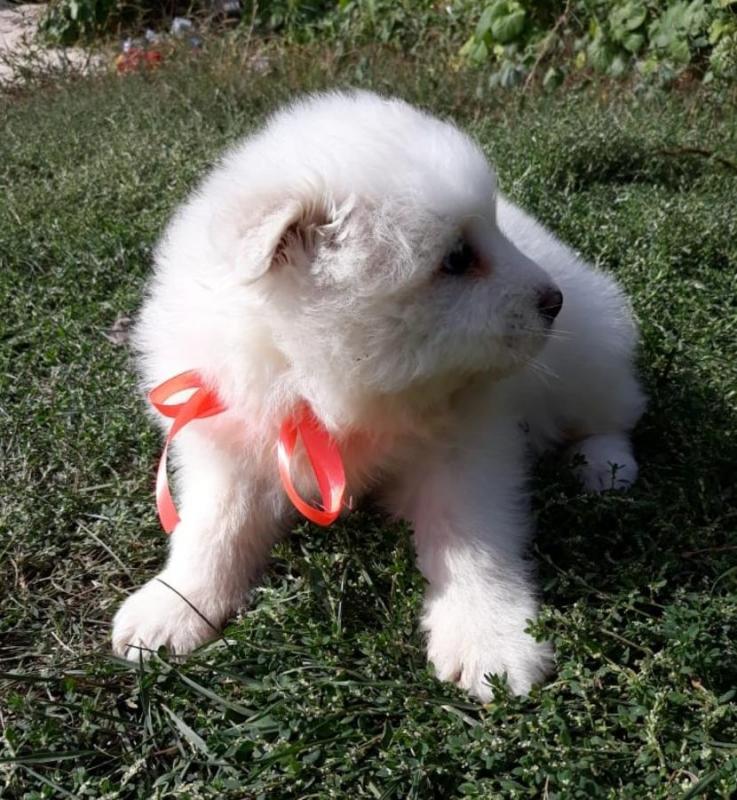 Samoyed Puppies Call or text (716) 402-8078 Image eClassifieds4u