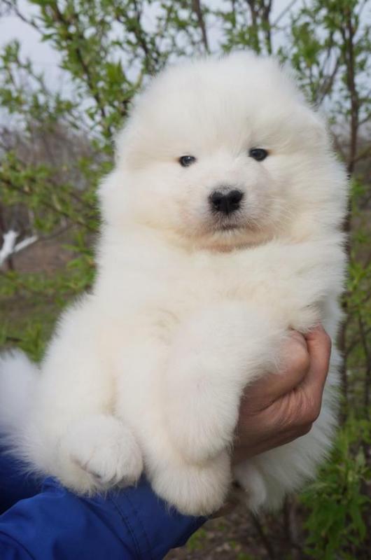 Samoyed Puppies Call or text (716) 402-8078 Image eClassifieds4u