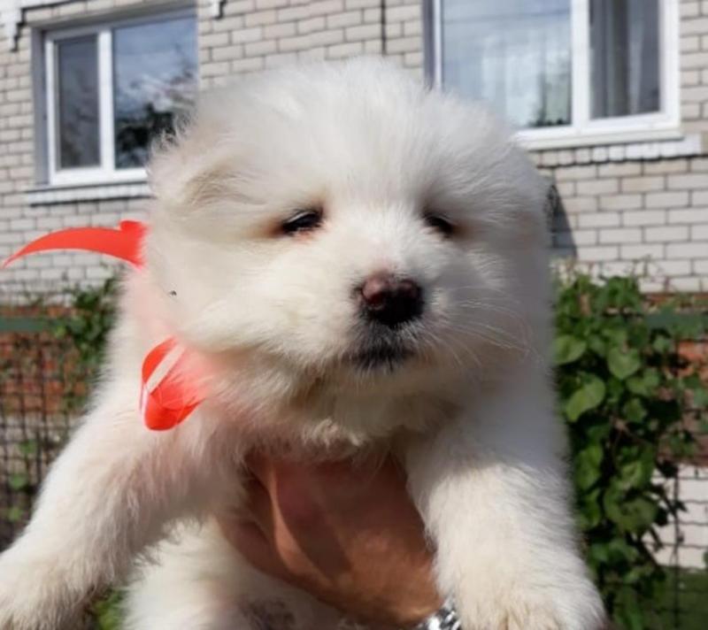 Samoyed Puppies Call or text (716) 402-8078 Image eClassifieds4u
