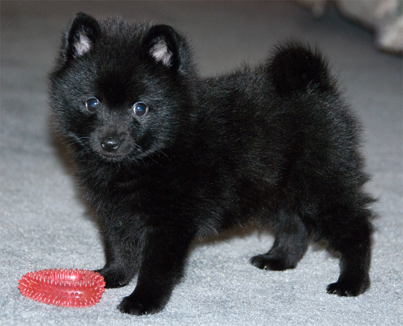 Schipperke puppies awaiting new homes Image eClassifieds4u