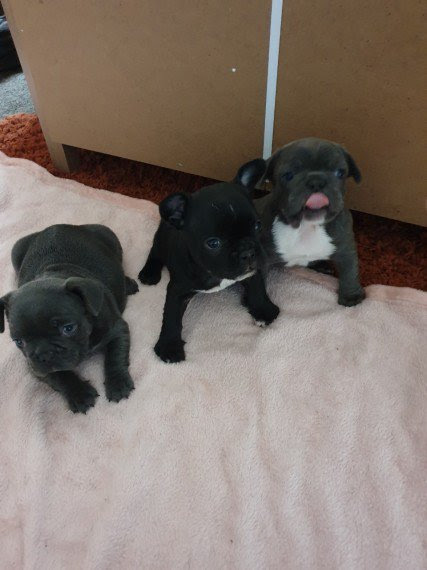 Sweet and Healthy French Bulldog Pups available.Text(612.444.4977) Image eClassifieds4u