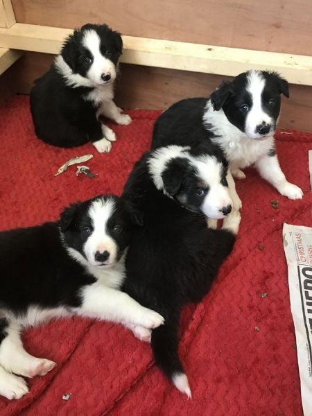 BORDER COLLIE PUPPIES AVAILABLE Image eClassifieds4u