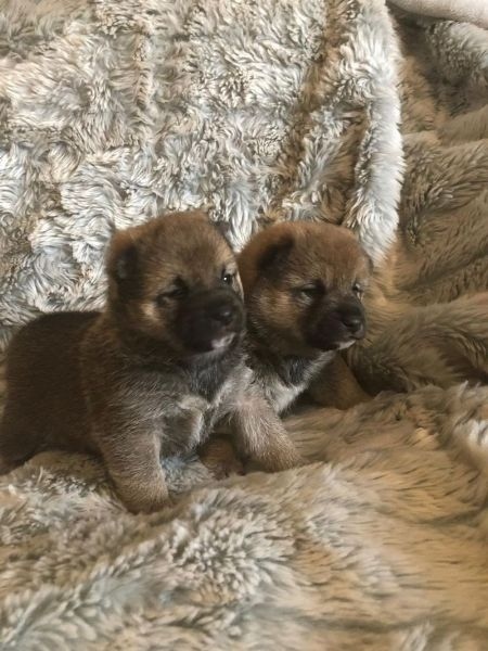 JAPANESE SHIBA INU FOR ADOPTION Image eClassifieds4u