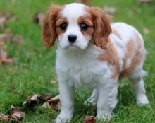 Cavalier King Charles Spaniel Puppies