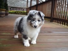 Shetland Sheepdog Puppies