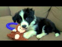 11 weeks old Border Collie puppies