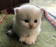 2 himalayan kittens