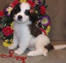 Charming Male & Female Saint Bernard Puppies For Sale