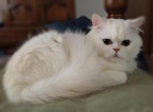 Cute Persian kittens