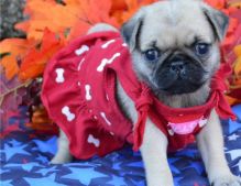 Cute Pug puppies available