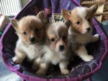 Gorgeous Miniature Pembroke Welsh Corgi Puppies available.Text(612-444-4977)
