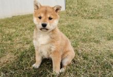 Shiba Inu Puppies