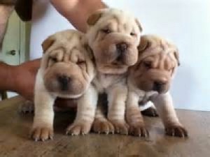 Adorable Shar Pei Puppies for Adoption Image eClassifieds4u