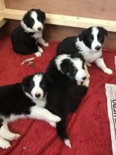 BORDER COLLIE PUPPIES AVAILABLE Image eClassifieds4U