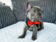 French Bulldog Puppies Available For Rehoming Image eClassifieds4U