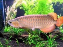 Diversed Arowana fish for sale Image eClassifieds4U