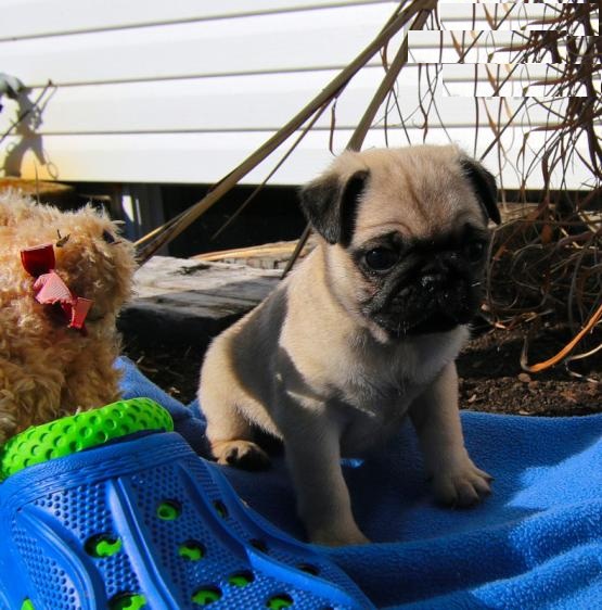 Pug Puppies Image eClassifieds4u
