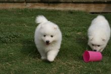 Japanese Spitz puppies Adorable,