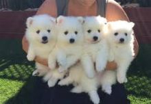 Top Class Japanese Spitz Puppies Available