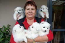 Beautiful Bear Face Japanese Spitz puppies Available