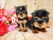 male and female Yorkshire terrier puppies