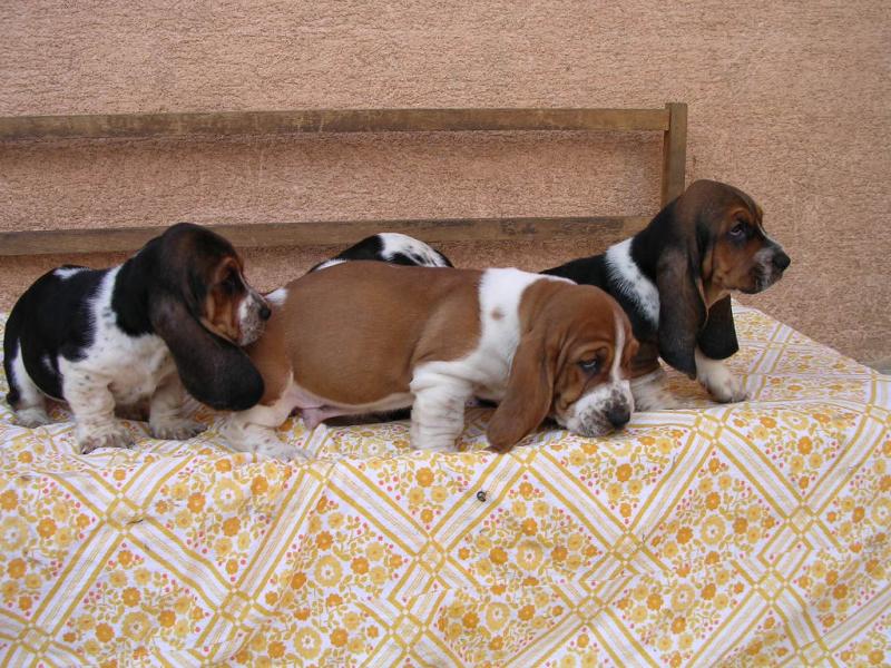 Cute Coloured Basset Hound Puppies Available Image eClassifieds4u