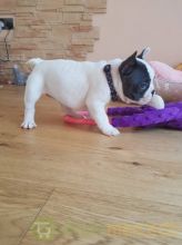 Well Trained French Bulldog puppies. Image eClassifieds4U
