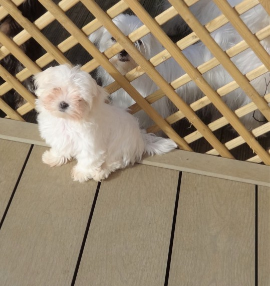 Cute and Lovely Maltese puppies Image eClassifieds4u
